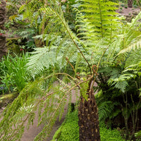 Südlicher Baumfarn - Cyathea Australis - Bakker
