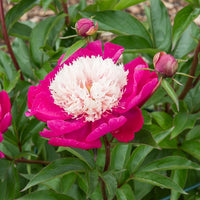 Pfingstrose White Cap - Bakker