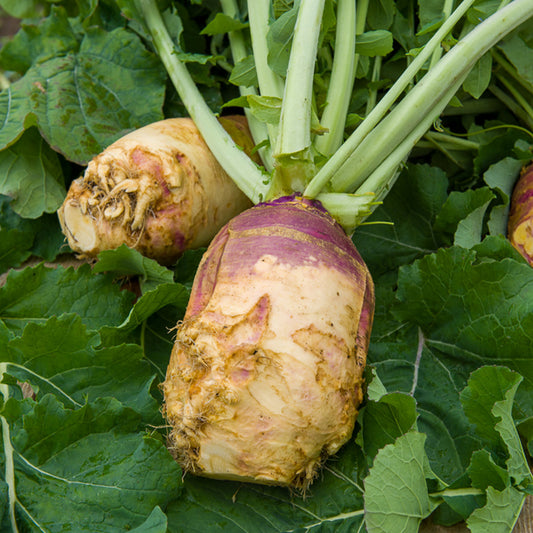 Kohlrabi Champion - Bakker