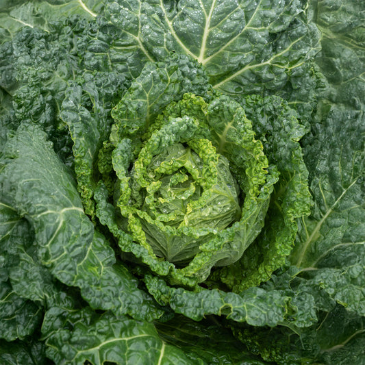 Wirsingkohl Gros des Vertus 2 - Bakker