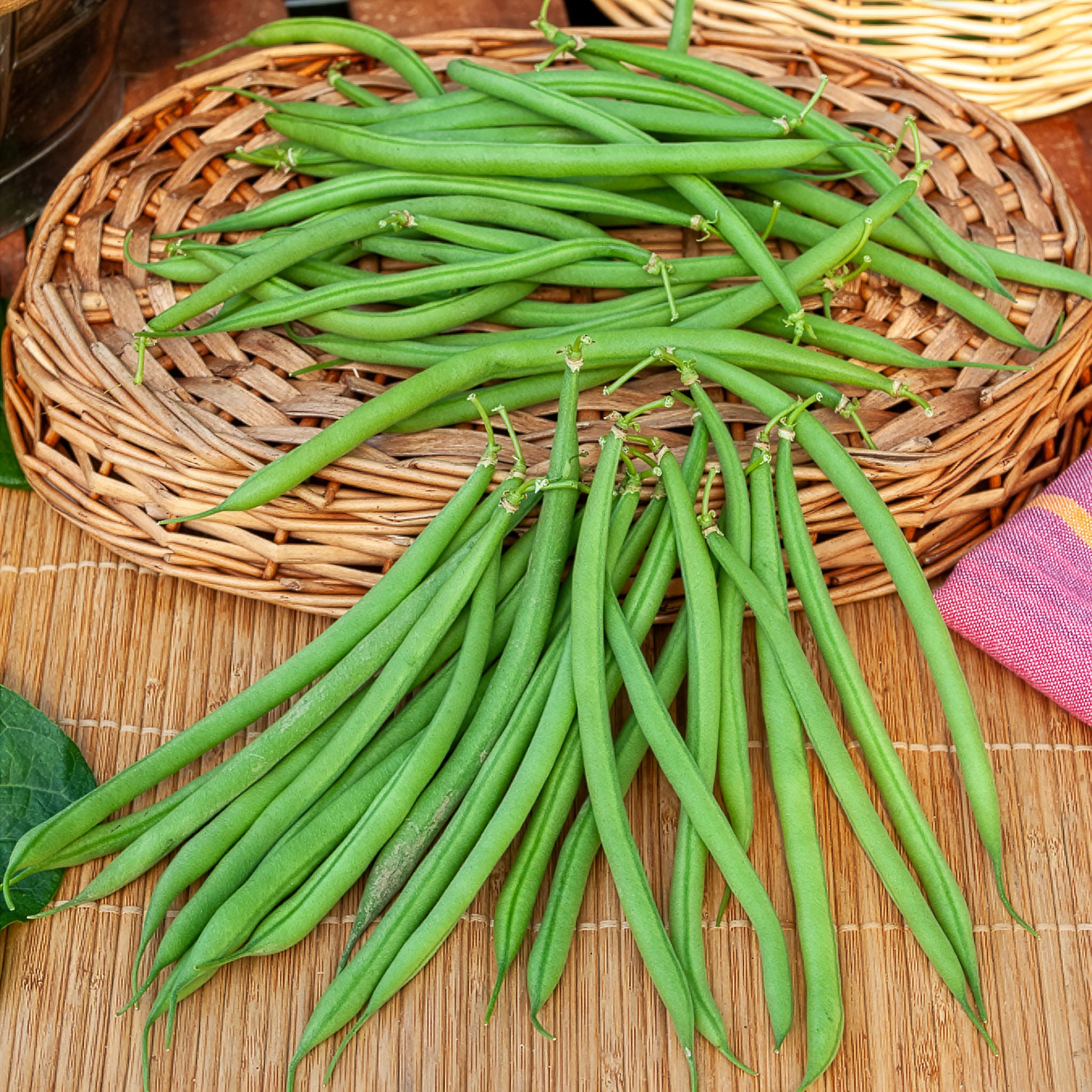 Buschbohne, mangetout ‘Castandel’ - Bakker