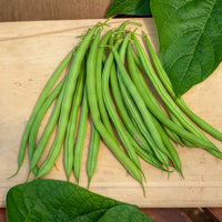 Samen für Bohnen - Buschbohne, mangetout ‘Castandel’ - Phaseolus vulgaris nain mangetout castandel (obt. clause)