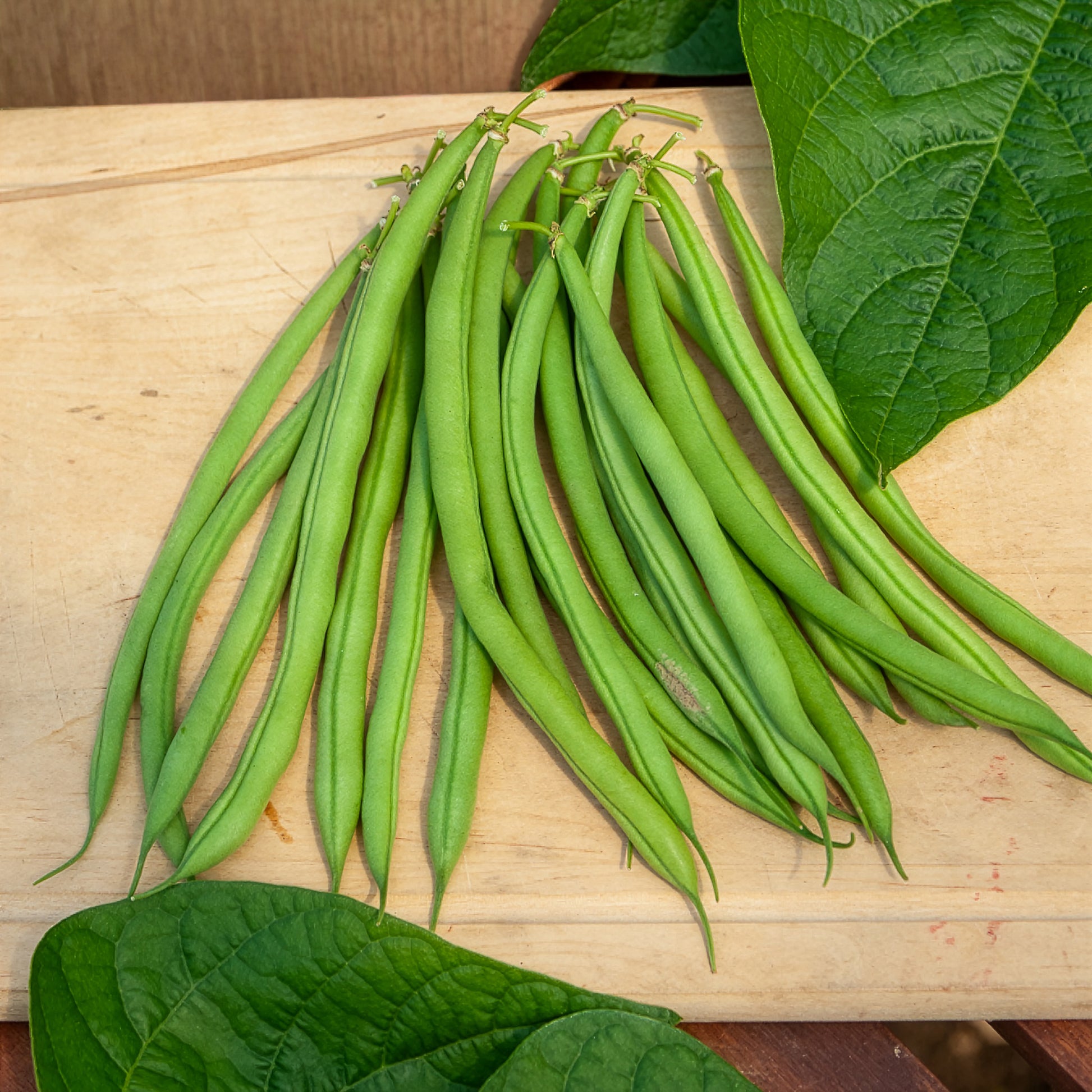 Samen für Bohnen - Buschbohne, mangetout ‘Castandel’ - Phaseolus vulgaris nain mangetout castandel (obt. clause)
