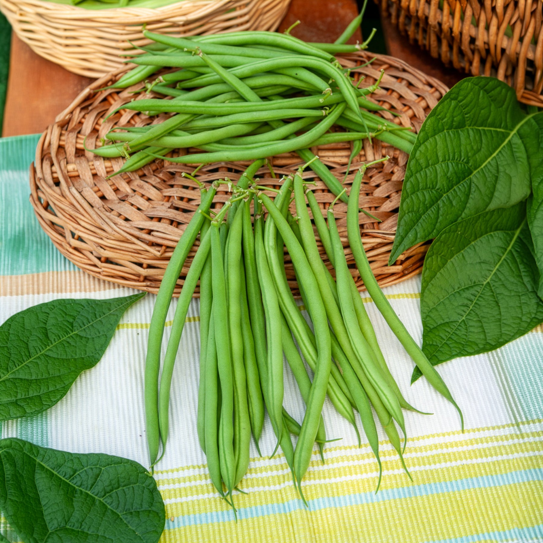 Verkauf Buschbohne, mangetout ‘Castandel’ - Phaseolus vulgaris nain mangetout castandel (obt. clause)