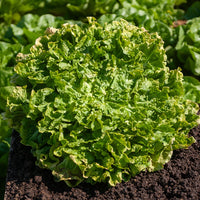Cichorium endivia latifolium Blonde à coeur plein - Endiviensalat Blond mit vollem Herzen - Cichorium - Wegwarte