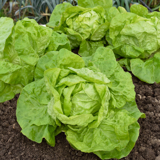 Kopfsalat Fauler dicker Blondschopf - Bakker