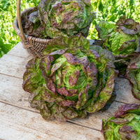 Kopfsalat ‘Merveille des quatre saisons’ - Lactuca sativa Merveille des Quatre Saisons - Bakker