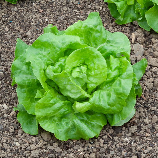 Kopfsalat Rigoletto - Bakker