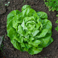 Lactuca sativa rigoletto - Kopfsalat Rigoletto - Samen für Salate