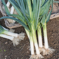 Lauch Blue de Solaise - Allium porrum bleu de solaise - Bakker