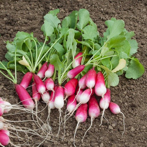 - Saatgut-Kollektion für Gemüsegarten (x7) - Samen für den Gemüsegarten