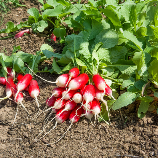 Radieschen Bamba - Bakker