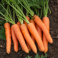 Karotten Mischung (Nantaise, Carentan, Colmar) - Collection de carottes: 40g Nantaise, 5gCarentan, 5 g Colmar - Bakker
