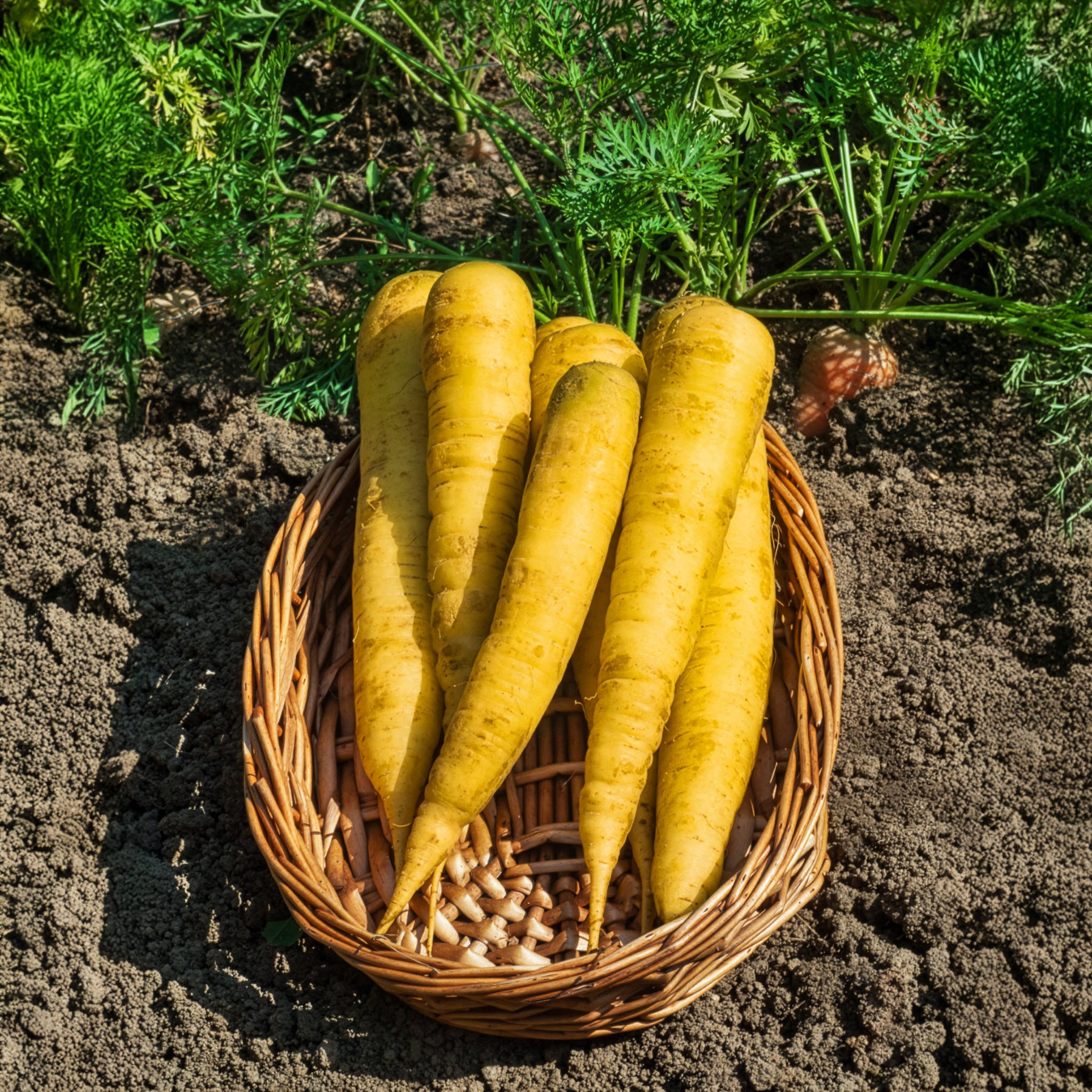 Gelbe Möhre ‘Jaune de Lobberich’ - Daucus carota jaune de lobberich jaune du doubs - Bakker