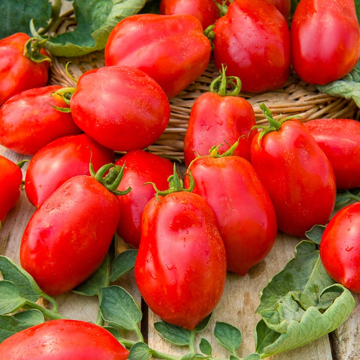 Tomaten-Kollektion (x4) - Collection 4 tomates : Rose de Berne, Roma, Merveille des marchés, Sw - Bakker