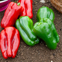Paprika Lamuyo F1 - Capsicum annuum lamuyo f1 - Bakker