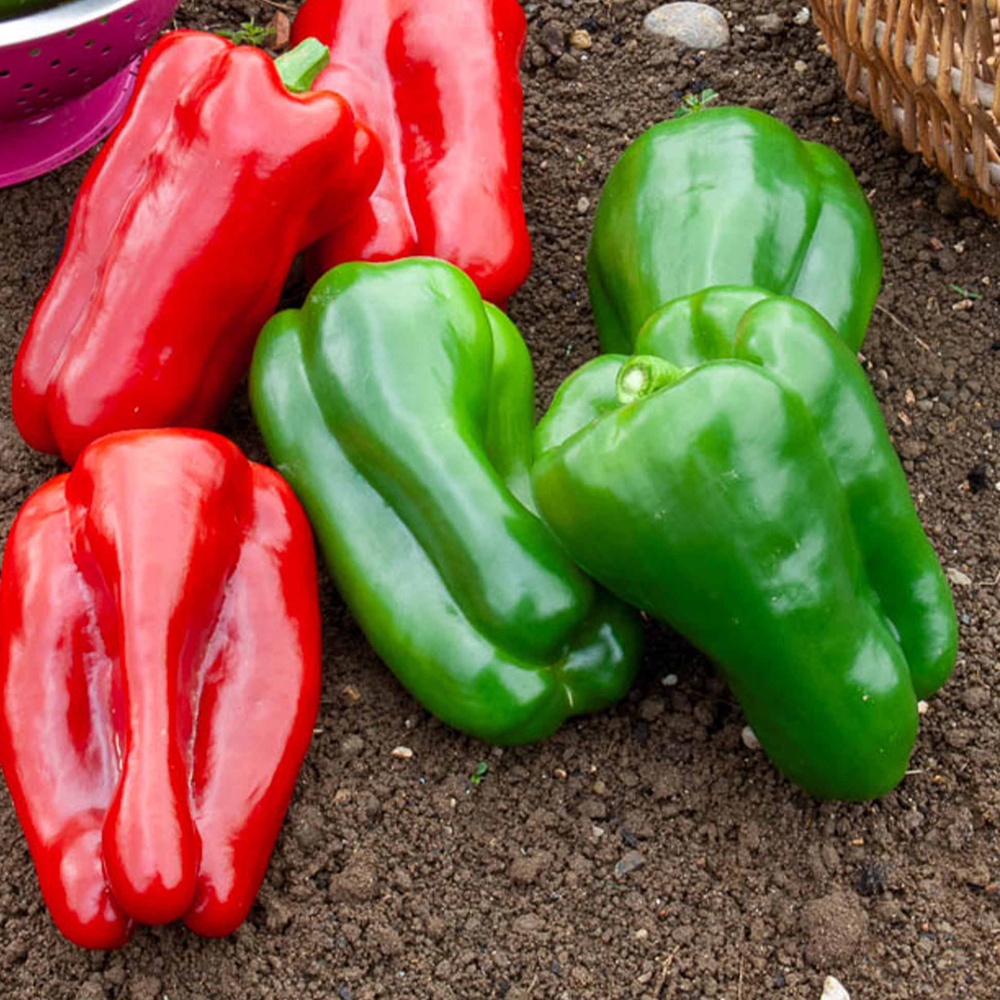 Paprika Lamuyo F1 - Capsicum annuum lamuyo f1 - Bakker