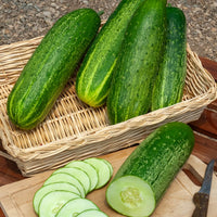 Gurke der Großzügige - Cucumis sativus le généreux - Bakker
