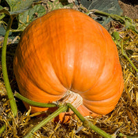 Kürbis Atlantic Giant - Cucurbita maxima atlantic giant - Bakker