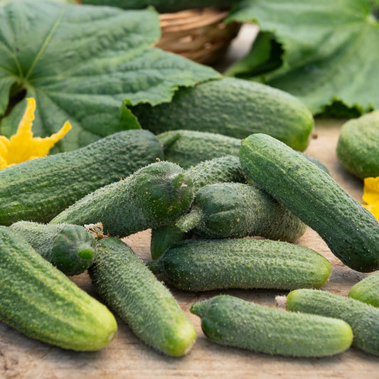 Gurke Vert Petit de Paris - Bakker