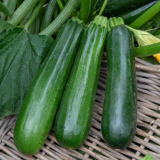 Zucchini Verte non coureuse des maraîchers - Bakker