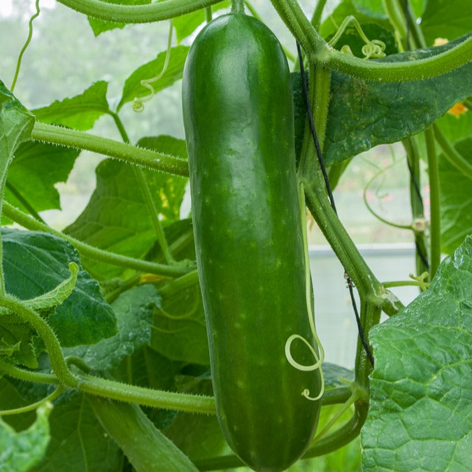Samen für Gurken - Salatgurke ‘Vert long maraîcher’ - Cucumis sativus vert long maraîcher