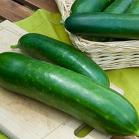 Gurke Vert long maraîcher - Bakker