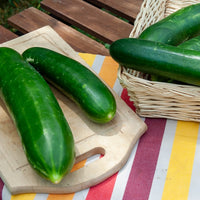 Cucumis sativus vert long maraîcher - Salatgurke ‘Vert long maraîcher’ - Samen für Gurken