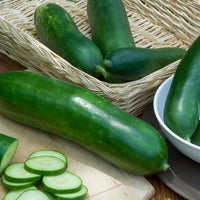 Gurke Vert long maraîcher - Cucumis sativus vert long maraîcher - Bakker