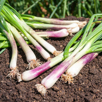 Schnittlauch Commune - Allium fistulosum - Bakker
