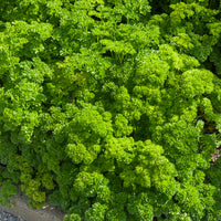 Krause Petersilie Bravour - Petroselinum crispum  bravour - Bakker
