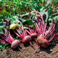 Bio-Rote Bete ‘D’Égypte’ - Beta vulgaris d'egypte - Bakker