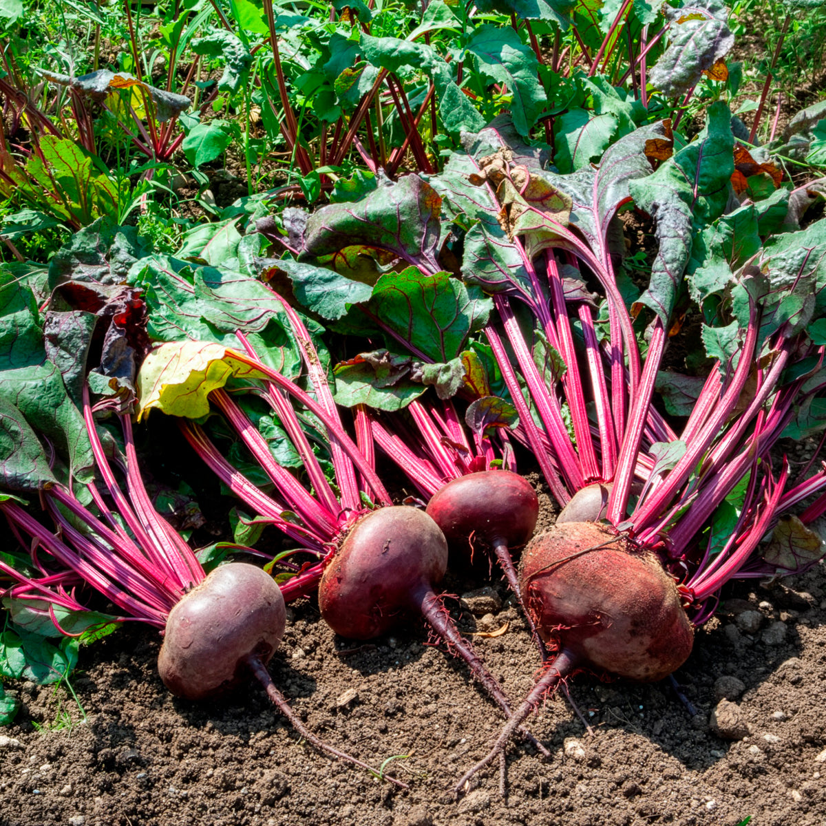 Bio-Rote Bete ‘D’Égypte’ - Beta vulgaris d'egypte - Bakker