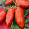 Sammeltomate aus den Anden - Bakker