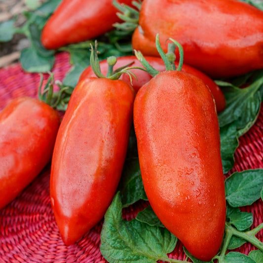 Sammeltomate aus den Anden - Bakker