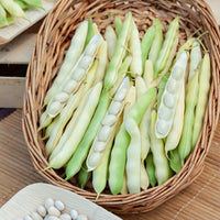 Samen für Bohnen - Bohnen Mischung - Collection de 3 haricots assortis