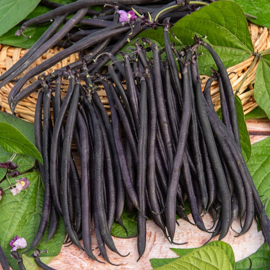 Stangenbohne mit violetten Hülsen