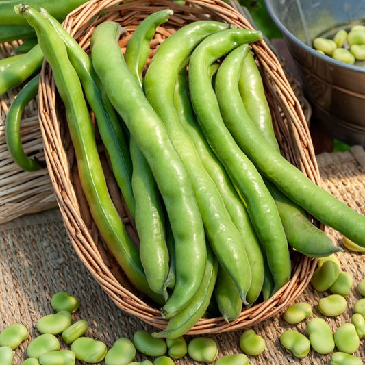 Ackerbohne Aguadulce - Bakker