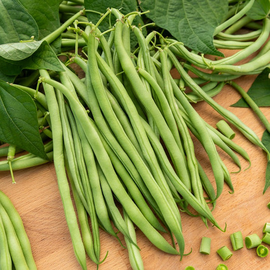 Grüne Bohne Argus - Bakker