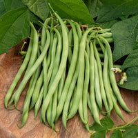 Grüne Bohne Argus - Phaseolus vulgaris argus - Bakker