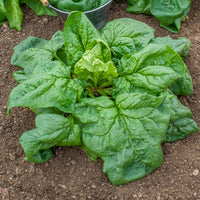 Riesen-Winterspinat BIO - Bakker