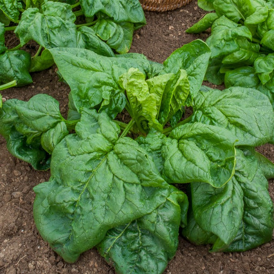 Riesen-Winterspinat - Bakker