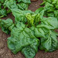 Riesen-Winterspinat BIO - Epinard geant d'hiver - Bakker