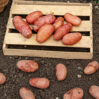 Kartoffel Rose de France (Cirielle) - Solanum tuberosum rose de france (cirielle) - Bakker