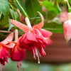 Hängende Fuchsien Bicentennial (x3) - Bakker
