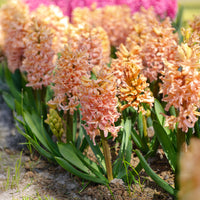 Hyazinthen-Zwiebeln - Hyazinthe 'Gipsy Queen' (x6) - Hyacinthus orientalis gipsy queen