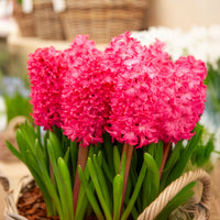 Verkauf Hyazinthe 'Jan Bos' (x6) - Hyacinthus orientalis Jan Bos