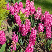 Hyazinthe 'Jan Bos' (x6) - Hyacinthus orientalis Jan Bos - Bakker