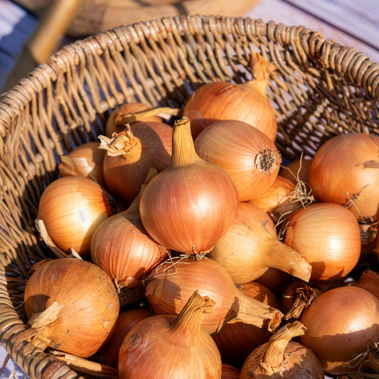 Zwiebel Centurion F1 - Bakker