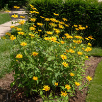 Sonnenauge (x5) - Heliopsis scabra - Bakker